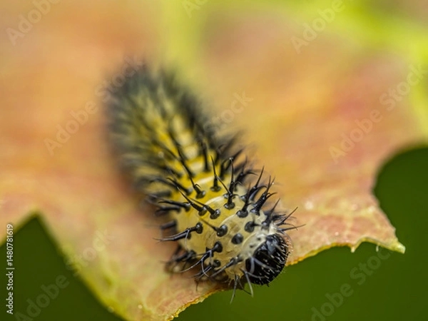 Obraz Close-Up of a Spiky Caterpillar Crawling on a Purple Leaf