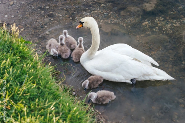 Fototapeta A mother swan gently pulls strands of grass and drops them into the water, feeding her cygnets and teaching them how to forage. A tender glimpse into the instinctive care