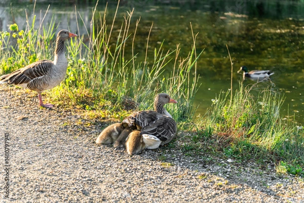 Fototapeta A greylag goose shelters her fluffy goslings by the river in soft spring light. A peaceful wildlife scene symbolizing family care, renewal, and connection with nature