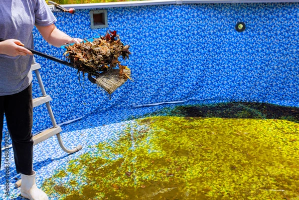 Obraz Person uses broom to remove leaves from swimming pool filled with green water debris in backyard.