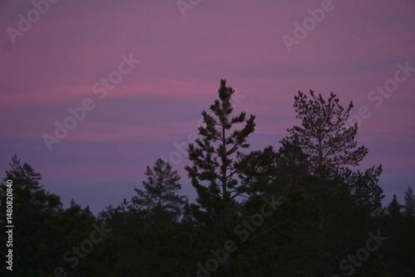 Obraz sunset in the forest