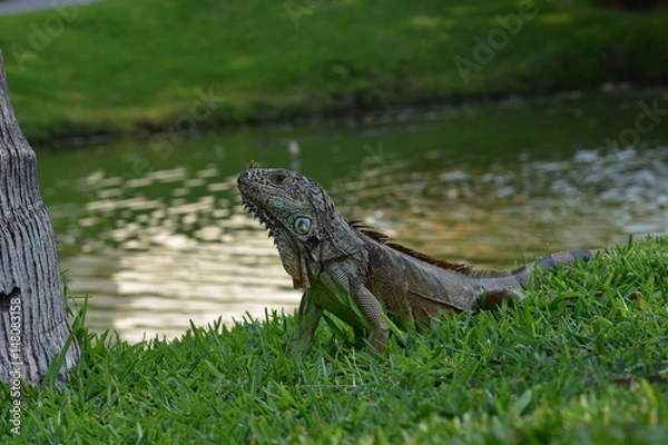 Obraz iguana