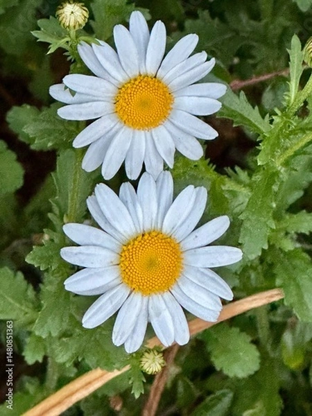 Obraz daisies in a garden