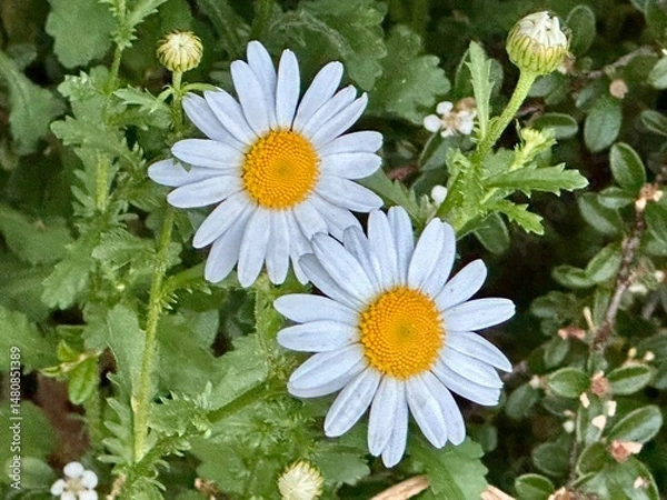 Obraz daisies in a garden