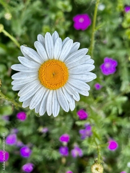Obraz  daisy flower
