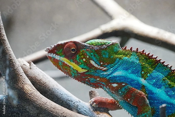 Obraz chameleon on a branch