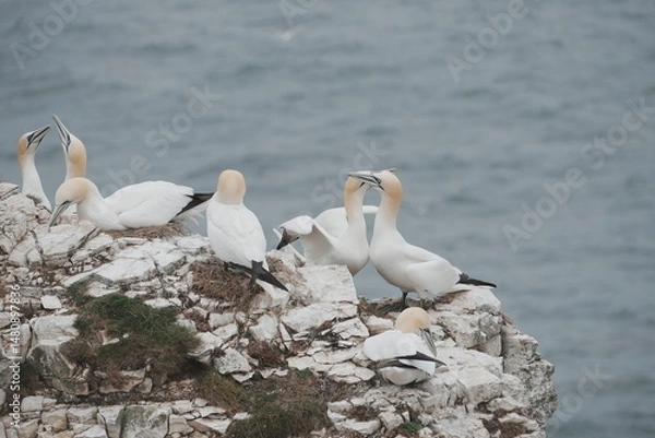 Obraz Gannets mating dance