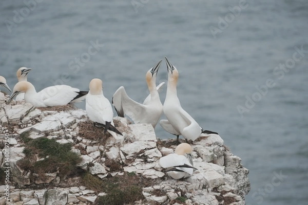 Obraz Gannets mating dance