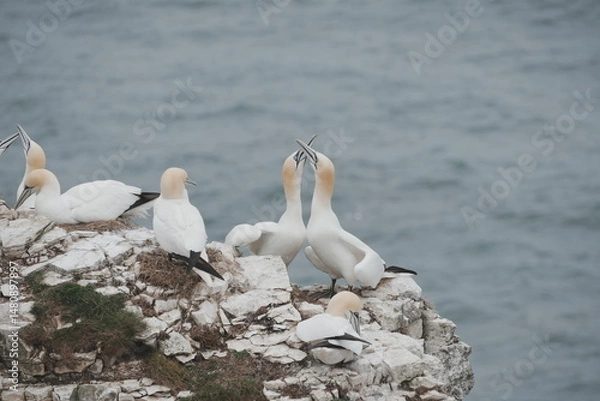 Obraz Gannets mating dance
