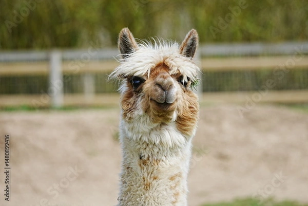 Obraz Alpaca being cute and funny