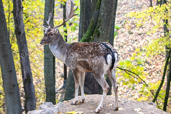 Obraz A deer is standing on a rock in a forest