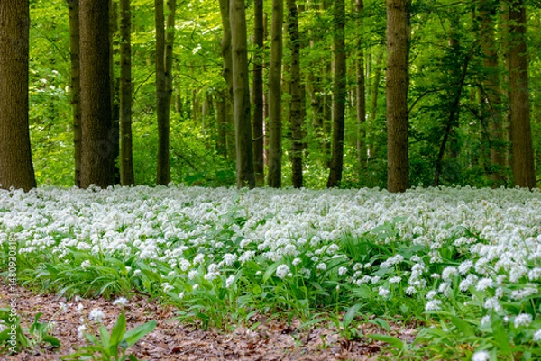 Fototapeta White flowers of Allium ursinum in spring, Ramsons (Daslook) in the forest, Edible wild leek or Wood garlic in Netherlands, Flowering plant in the amaryllis family Amaryllidaceae, Natural background.