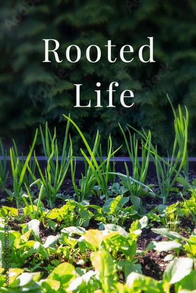 Fototapeta Vertical banner with green onion leaves and leafy greens growing in garden bed on background of evergreen hedge, conceptual text Rooted Life, spring gardening, nature inspiration