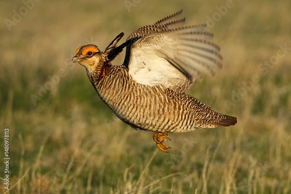 Obraz Lesser Prairie Chicken