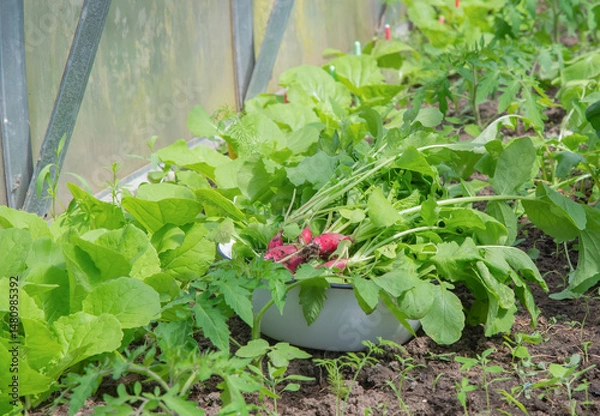 Fototapeta Large enamel bowl full of freshly picked radishes stands in polycarbonate greenhouse, organic farming concept,