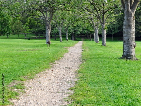Fototapeta View of a gravel path across a tree lined grass lawn in a beautiful park 