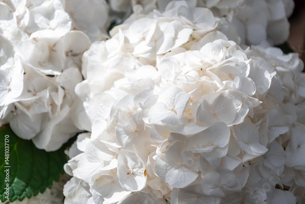Fototapeta Close up view of stunning white hydrangea flowers blooming in a vibrant garden, showcasing a delicate and elegant natural display that enhances the beauty of the surroundings