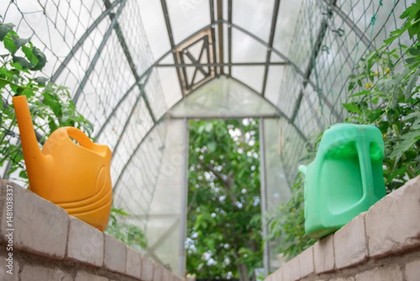 Fototapeta Yellow and green watering cans stand on low brick sides inside the greenhouse, tomato seedlings are growing for watering, tied to a net near the wall, organic gardening