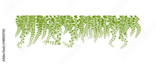 Fototapeta Vector of  green leaves of the Javanese treebine, also known as Grape Ivy  cascade elegantly as a jungle vine, with its hanging ivy like tendrils adding lush greenery to any environment, perfectly