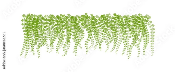 Fototapeta Vector of  green leaves of the Javanese treebine, also known as Grape Ivy  cascade elegantly as a jungle vine, with its hanging ivy like tendrils adding lush greenery to any environment, perfectly