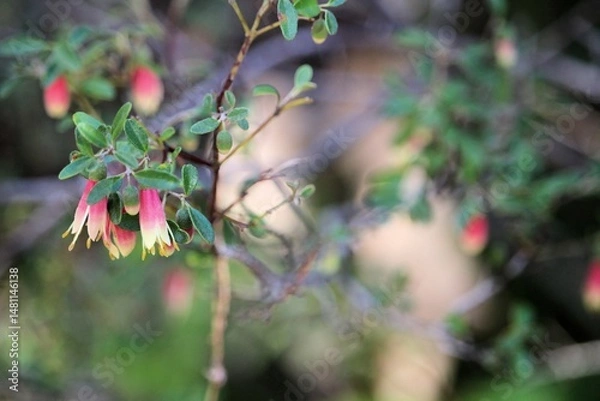 Fototapeta Close-up of Correa reflexa  flowers on stem. Native Australian plant.