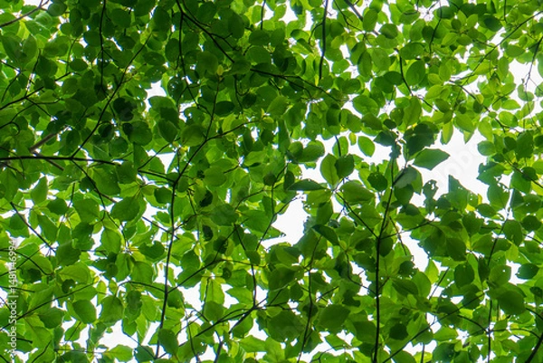 Obraz green leaves background