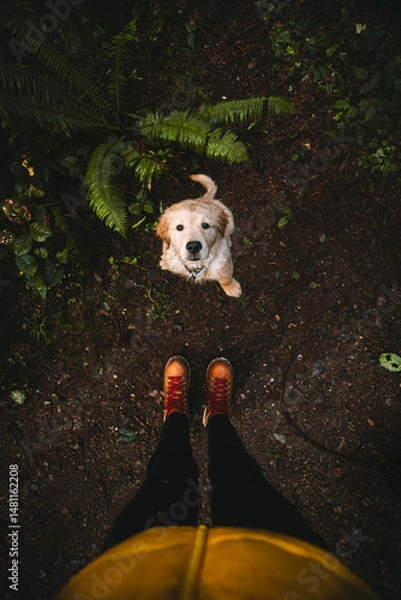 Fototapeta Golden Retriever Puppy Looking Up at Owner Standing on a Muddy Forest Trail