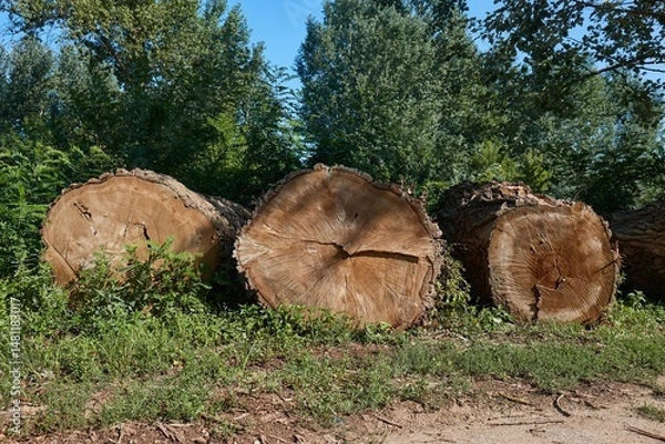 Fototapeta Logs of huge trees