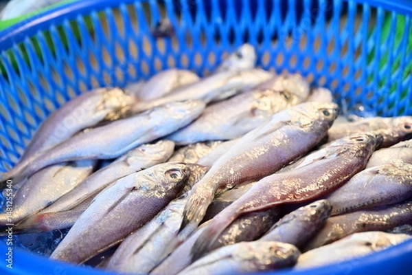 Fototapeta Freshly caught fish rest in a blue plastic basket, their scales shimmering under market lights. This close-up reflects a moment of pause before the day’s catch finds its place on someone’s table.