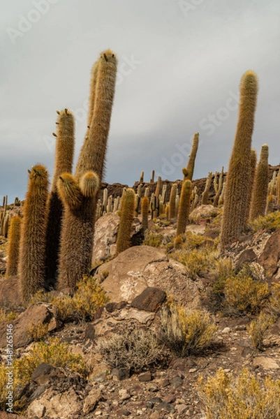 Fototapeta Salar de Uyuni salt plains with large cactuses of island Incahuasi at sunrise time, Andean Altiplano, Bolivia, South America.