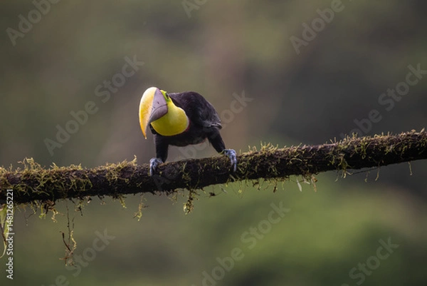 Fototapeta Keel-billed Toucan - Ramphastos sulfuratus, large colorful toucan from Costa Rica forest with very colored beak.