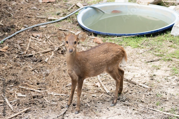 Obraz deer in the woods