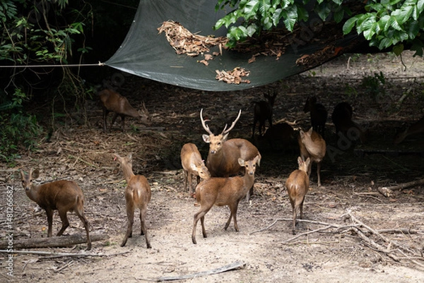Obraz deer in the forest