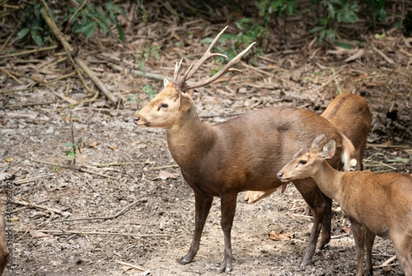 Obraz deer in the woods