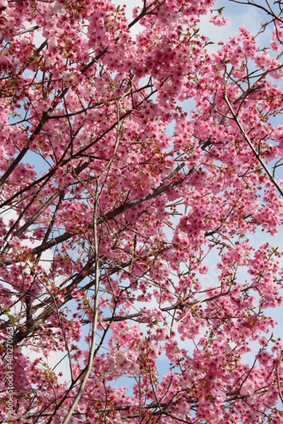 Fototapeta Pink cherry blossoms in spring background. Tree branches of cherry tree against the blue sky in a sunny day.