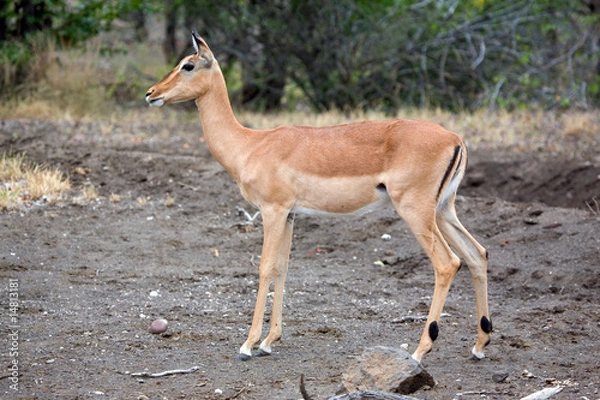 Fototapeta Schwarzfersenimpala