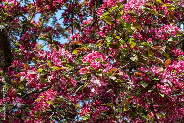 Obraz Vibrant pink crabapple blossoms in full bloom on tree branches, captured against a blue spring sky. A rich floral scene ideal for seasonal or nature-themed content.