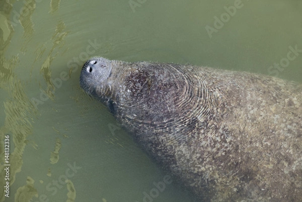 Fototapeta Manatee Surfacing