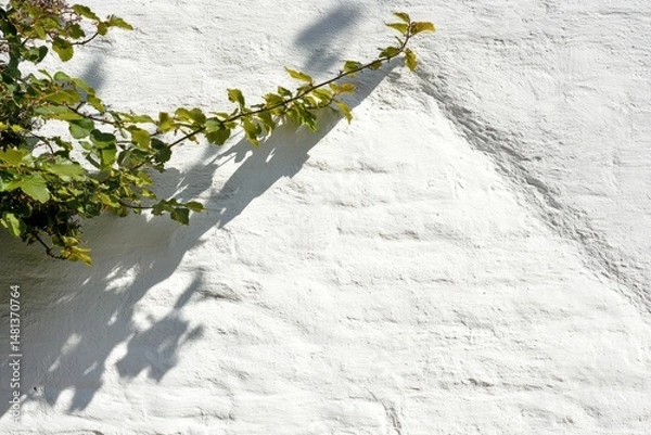 Obraz Whitewashed wall with climbing plant and shadows