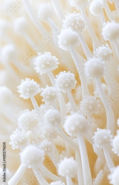 Obraz Close-up of delicate, white, flower-like structures.  Fine details and textures