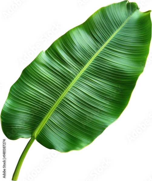 Obraz A Vibrant Green Banana Leaf