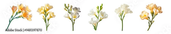 Obraz Freesia in Full Bloom with Long Stem