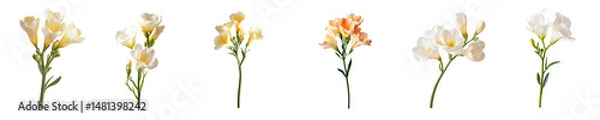 Obraz Isolated Elegant Freesia for Design
