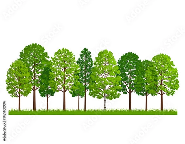 Fototapeta Lush forest edge with various trees
