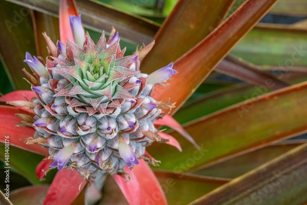 Fototapeta Selective focus on a single pineapple plant in bloom