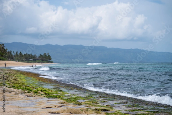 Fototapeta Laniakea Beach at high tide is coming in with waves crashing