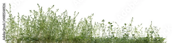 Obraz Lush green forest in the rainy season with various types of plants with isolated on transparent background - PNG file, 3D rendering for create and design or etc