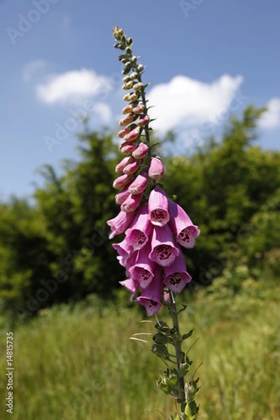 Obraz Rosa Fingerhut