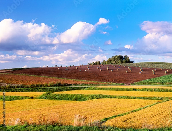 Obraz 丘では珍しい田圃のある風景.