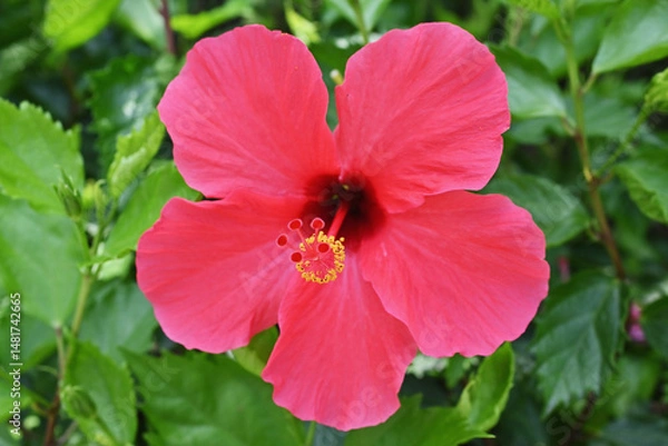 Fototapeta カラフルなハイビスカス